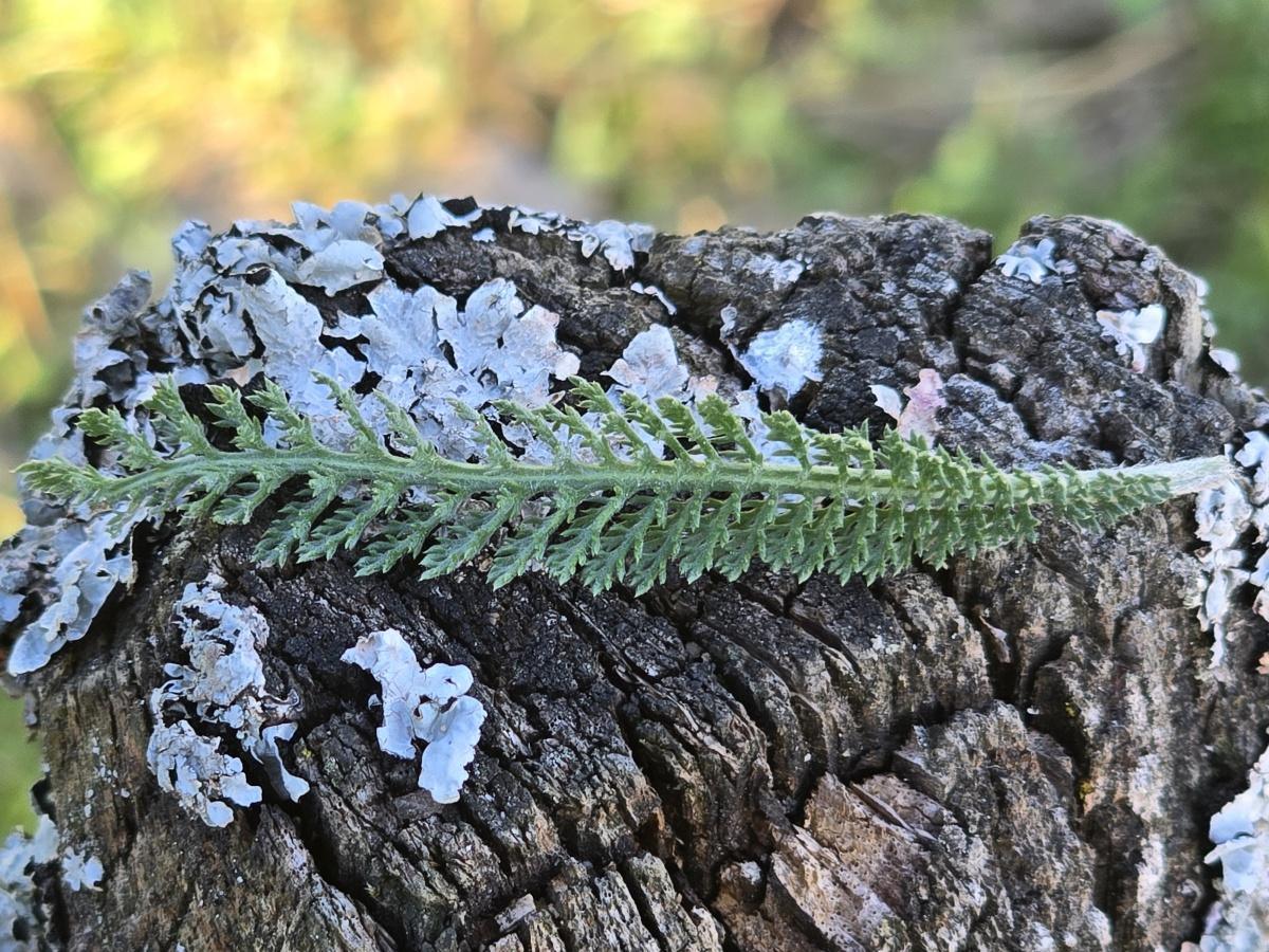 🌿 L’achillée millefeuille : la plante aux mille talents