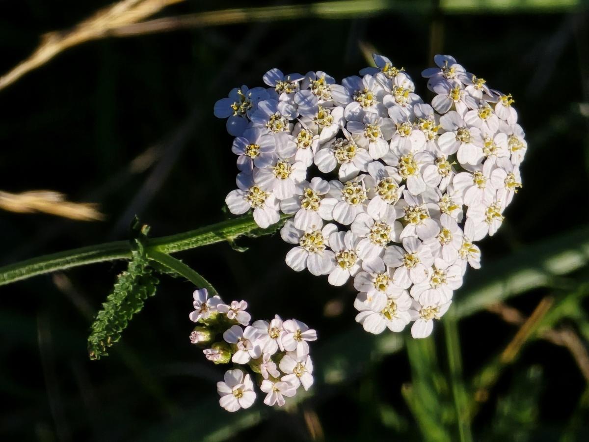 🌿 L’achillée millefeuille : la plante aux mille talents