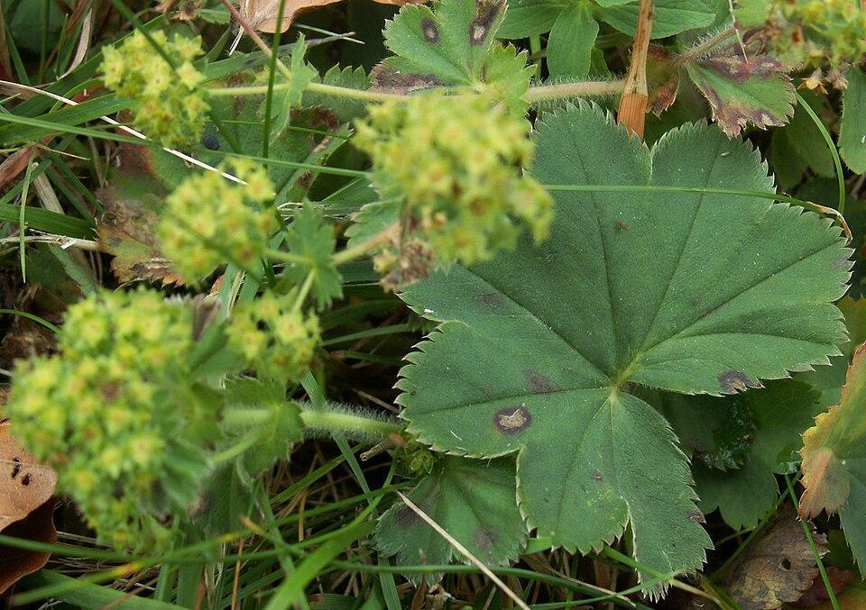 🌿 L'alchémille, la plante magique des femmes : comment la reconnaître, l’utiliser, et pourquoi elle soulage les douleurs menstruelles