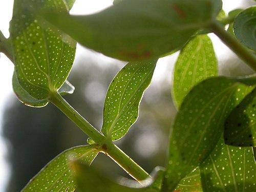 🌼 St. John's Wort: The Sun-Loving Plant with a Thousand Virtues