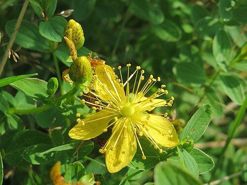🌼 St. John's Wort: The Sun-Loving Plant with a Thousand Virtues
