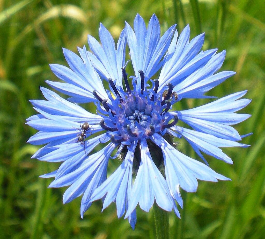 🌸 La centaurée : une fleur sauvage aux multiples vertus