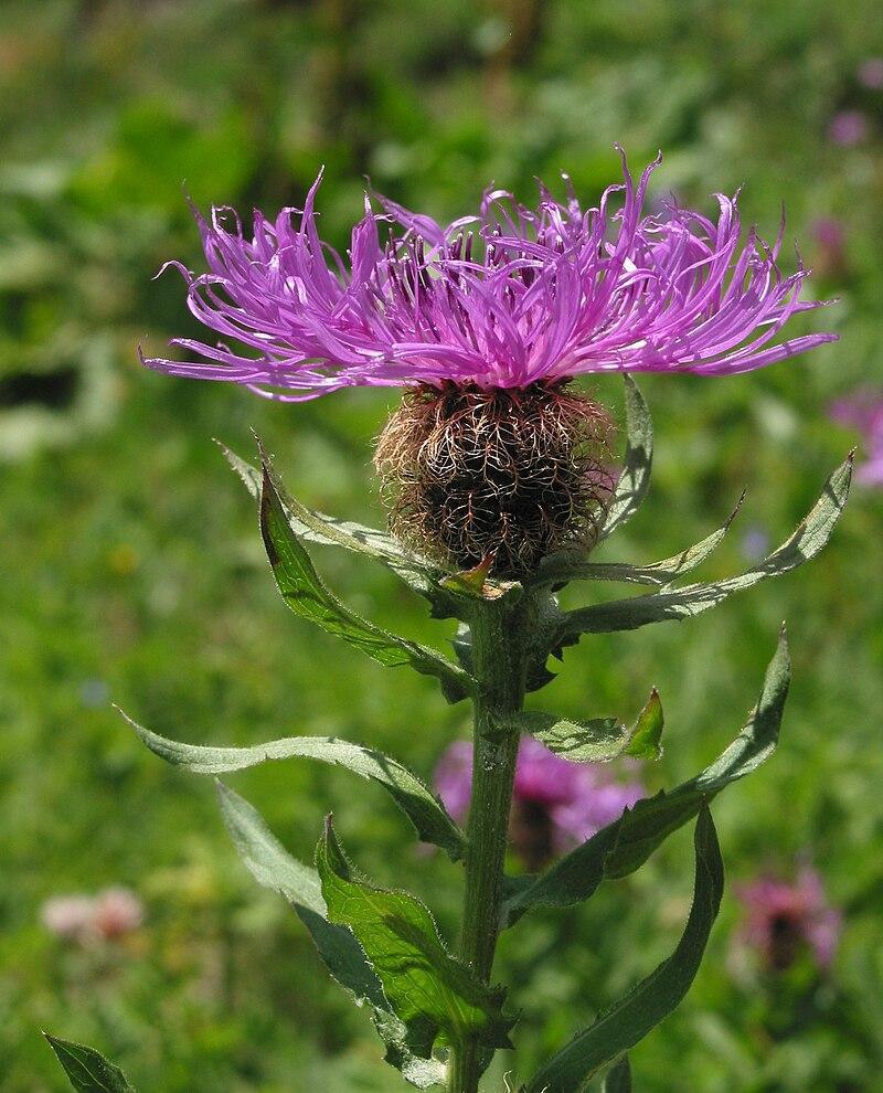 🌸 La centaurée : une fleur sauvage aux multiples vertus