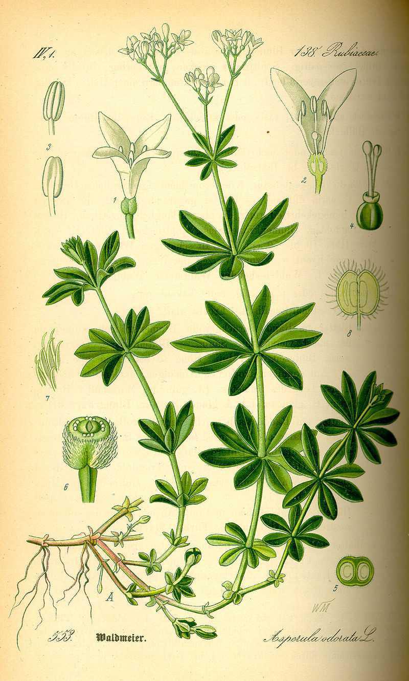 🌿 Aspérule odorante : une plante méconnue aux vertus multiples