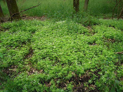 🌿 Aspérule odorante : une plante méconnue aux vertus multiples