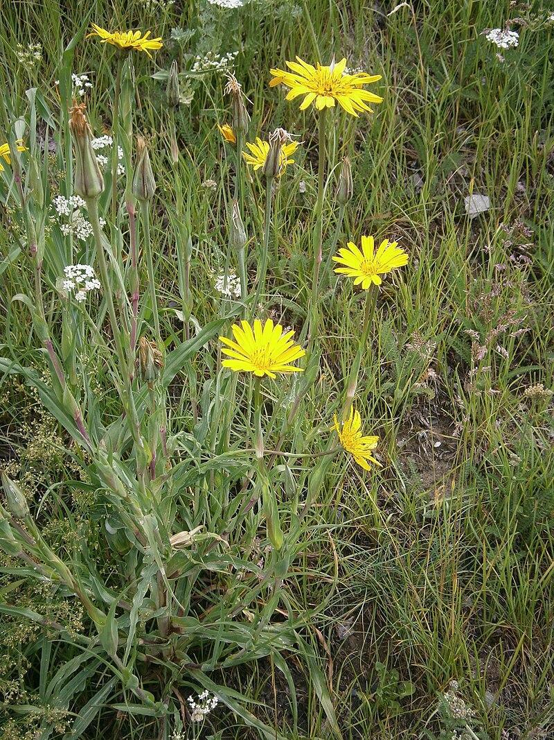 Le salsifis sauvage (Tragopogon pratensis) : tout savoir sur cette plante aux mille atouts