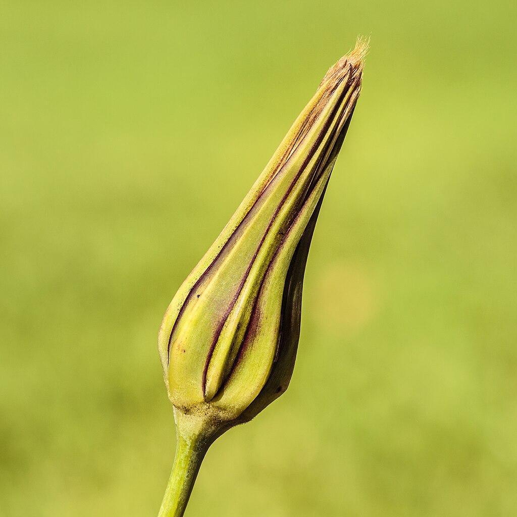 Le salsifis sauvage (Tragopogon pratensis) : tout savoir sur cette plante aux mille atouts