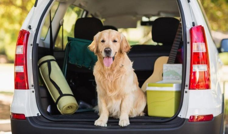 When Vacation Plans Include Your Pet