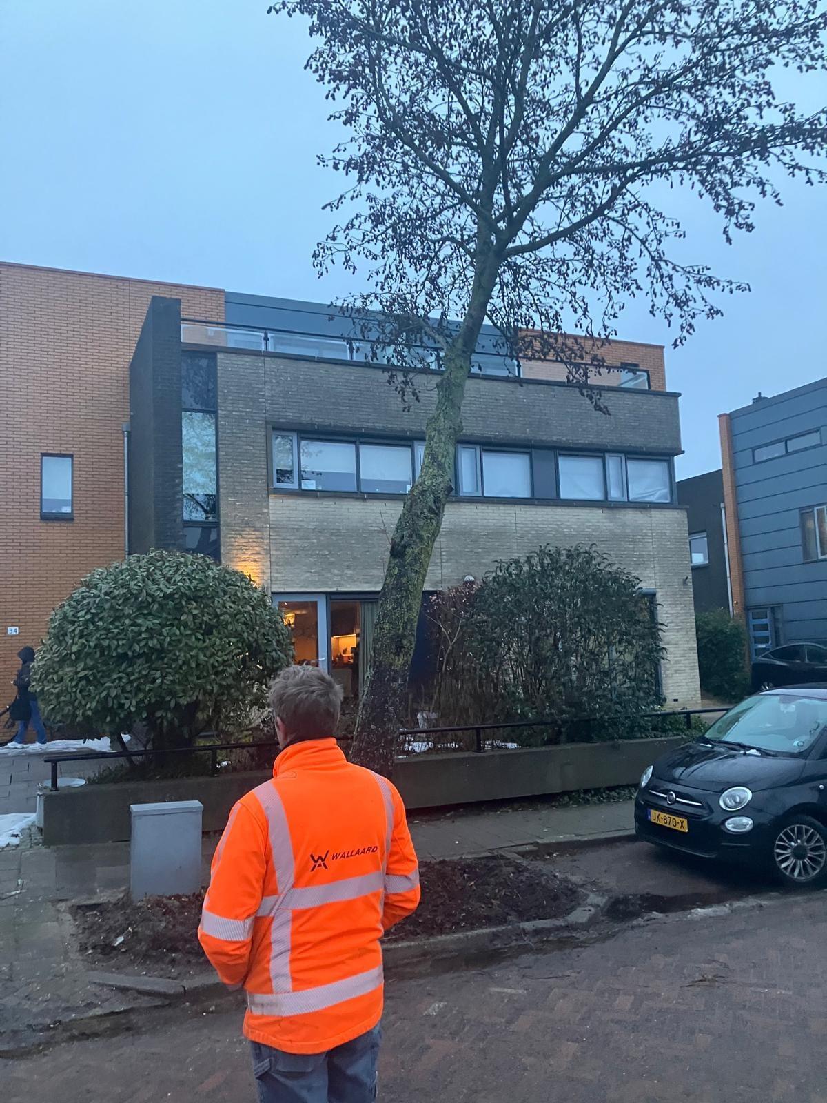 Kap scheefstaande boom Quadriviunlaan 34