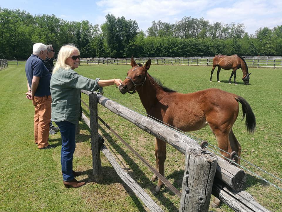 Scrivere la storia allevando purosangue Scrivere la storia allevando purosangue
