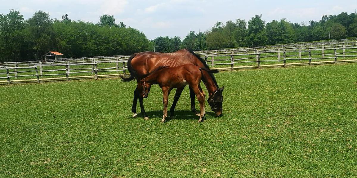 Scrivere la storia allevando purosangue Scrivere la storia allevando purosangue