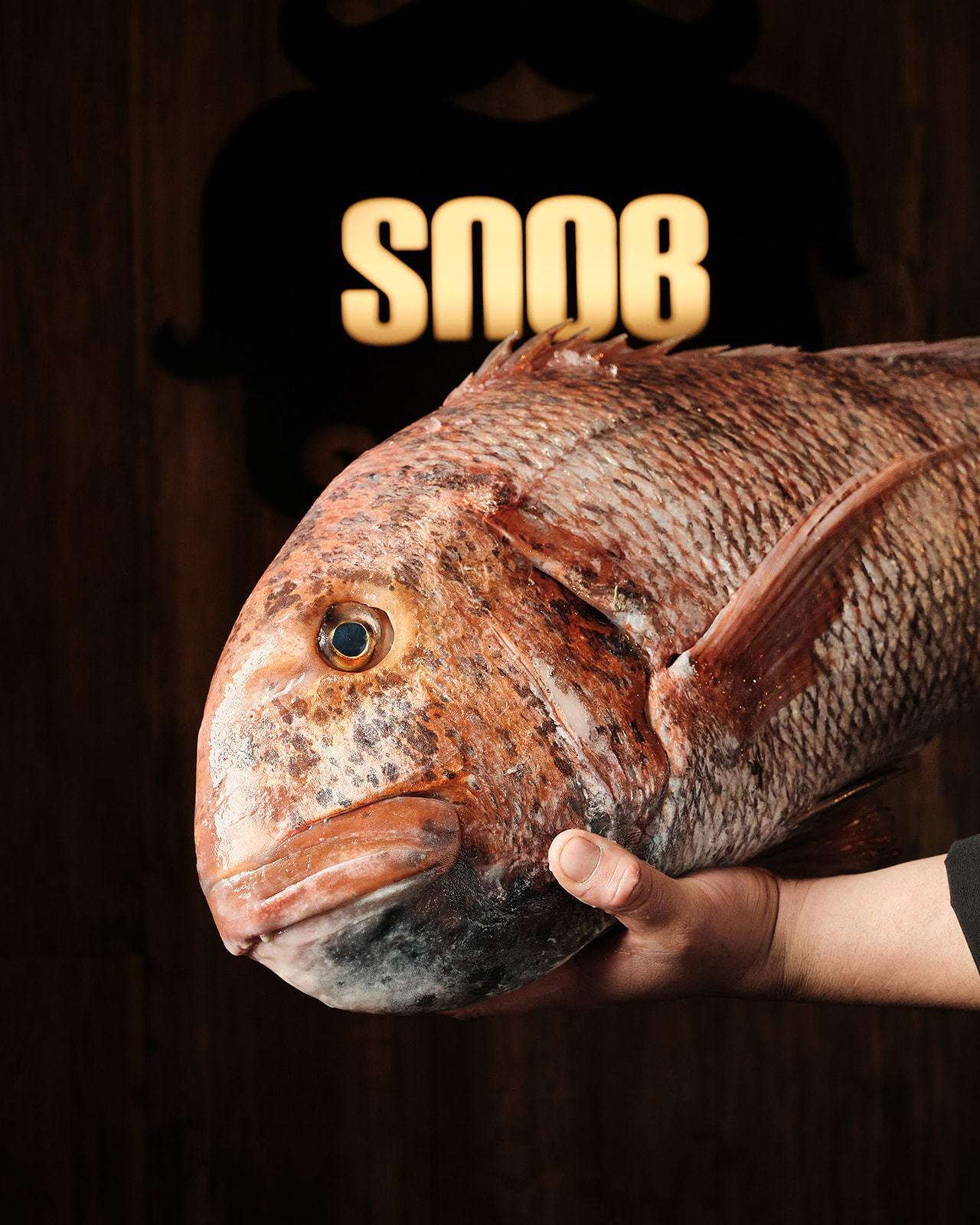 SNOB - Sesión 1 Abril 2024 6_websize