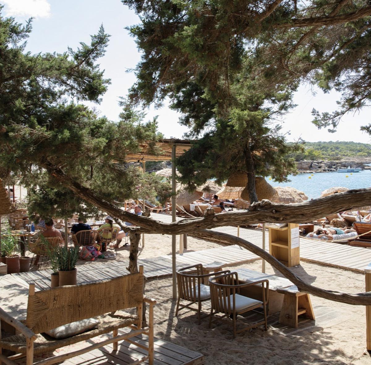 Tigre Morado Tigre Morado