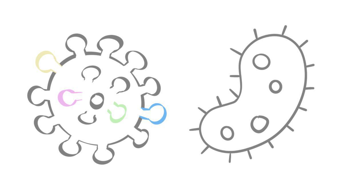 2.3 Viral oder bakteriell 2.3 Viral oder bakteriell