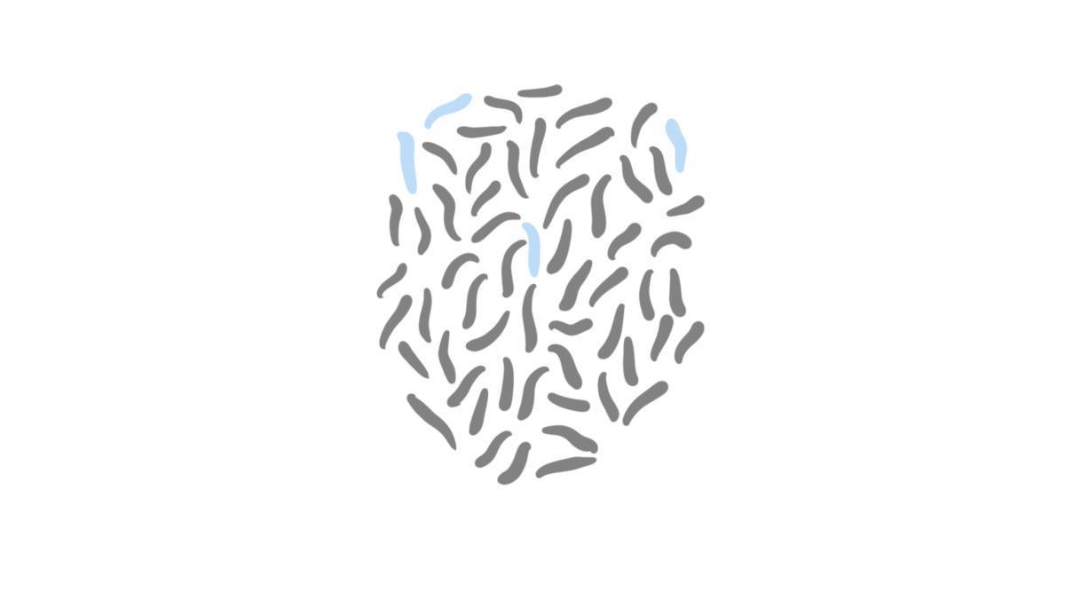 2.9.11 Madenwurmbefall (Oxyuriasis)