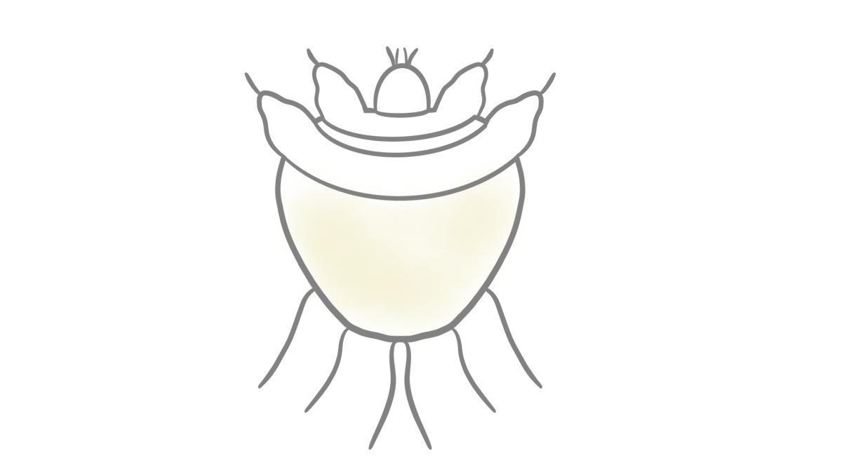 2.9.12 Krätze (Skabies) 2.9.12 Krätze (Skabies)