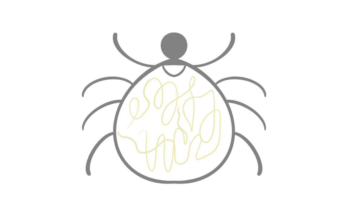 2.9.13 Borrelien-Infektion 2.9.13 Borrelien-Infektion