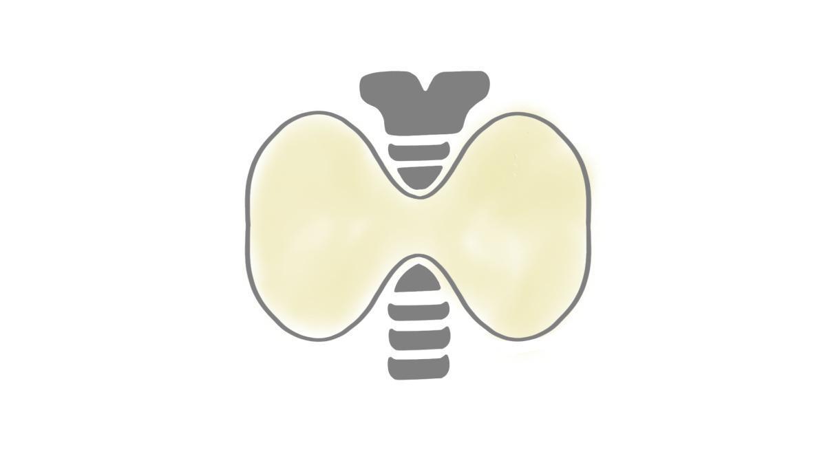 8.7.3 Schilddrüse: Hypothyreose und Hyperthyreose