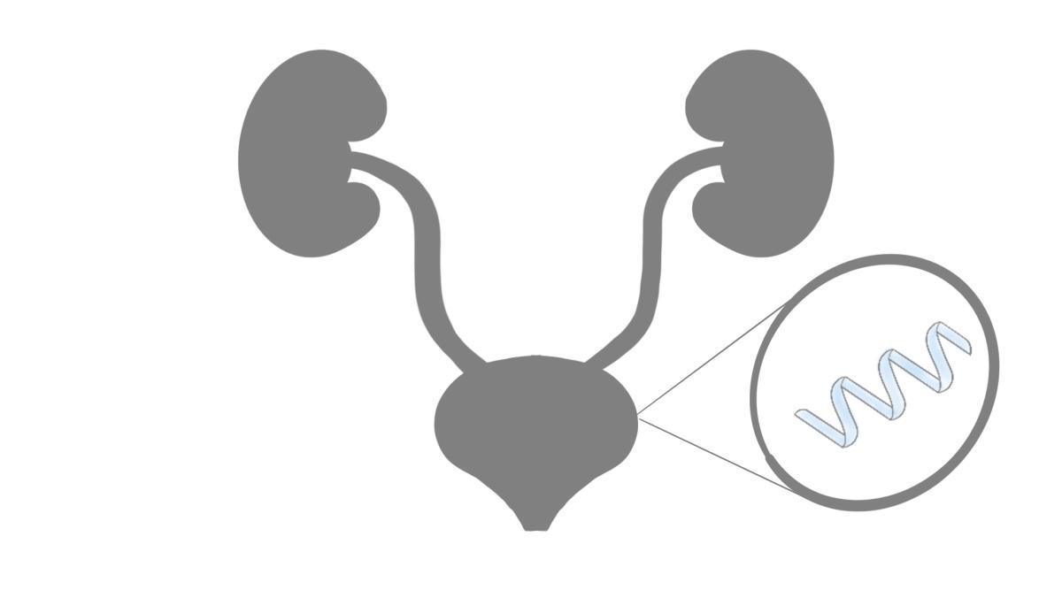 8.5.3 Proteinurie