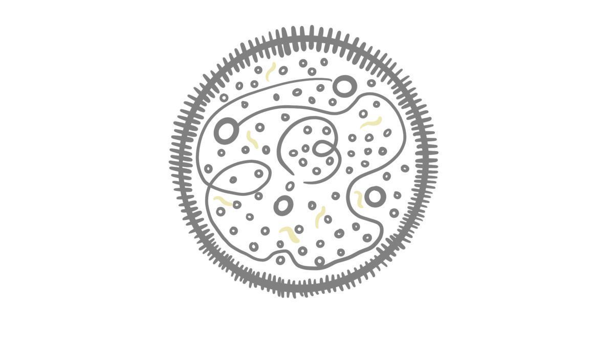 2.9.1.8 Mykoplasmen 2.9.1.8 Mykoplasmen