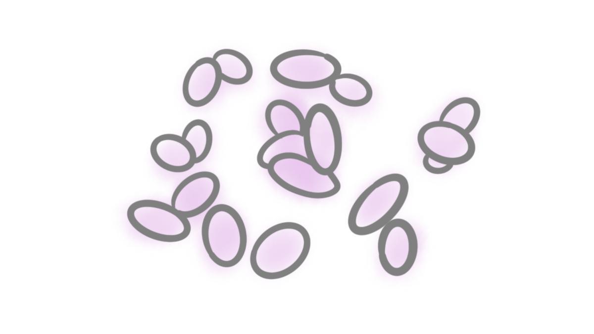 2.9.1.9 Pertussis 2.9.1.9 Pertussis