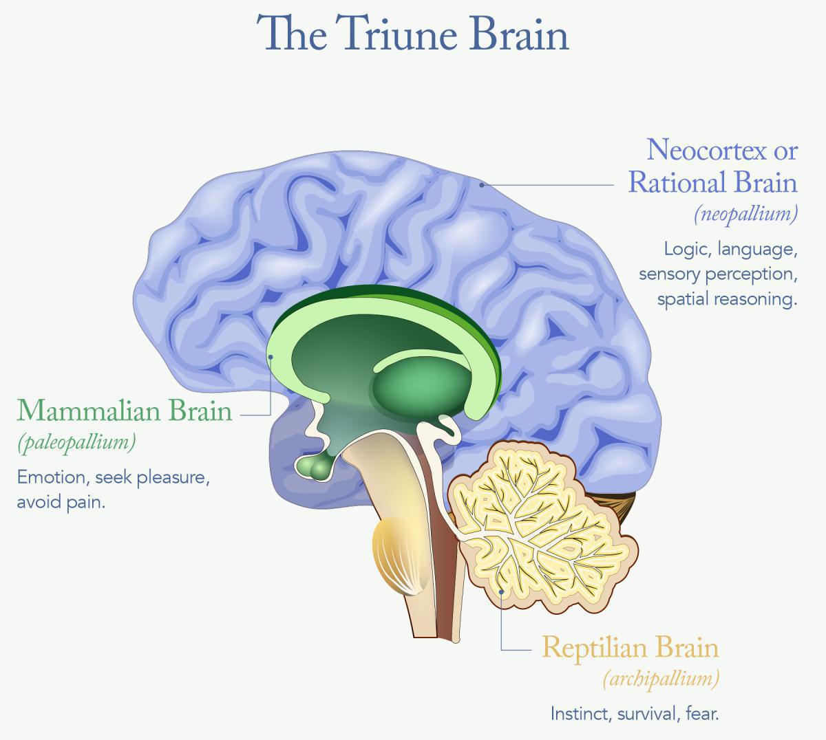 Module 1: Why Change Is So Hard - It's All In Your Head 