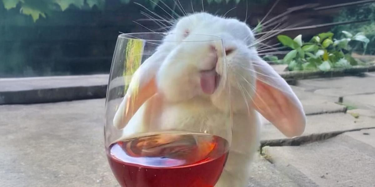 Éclairage - rencontre : Apéro lapin