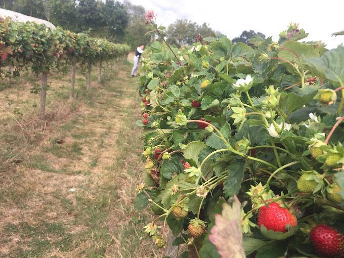 Cueillette de Brétignolles Cueillette de Brétignolles