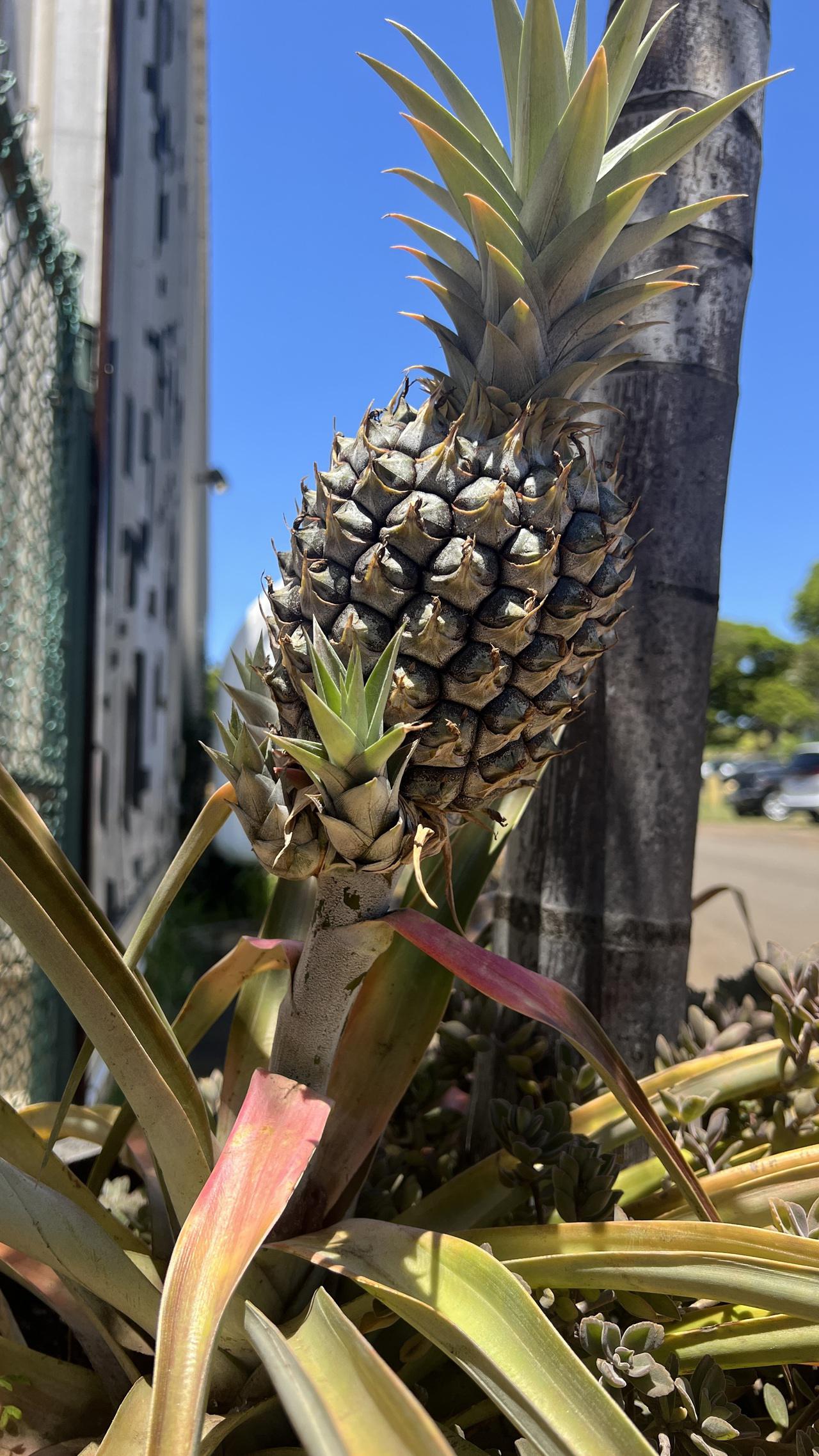 It’s a Pine Apple 