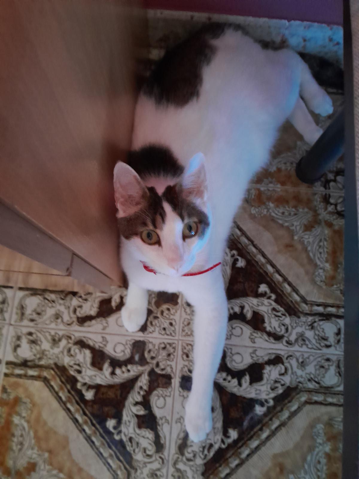 gattino smarrito: ZEUS