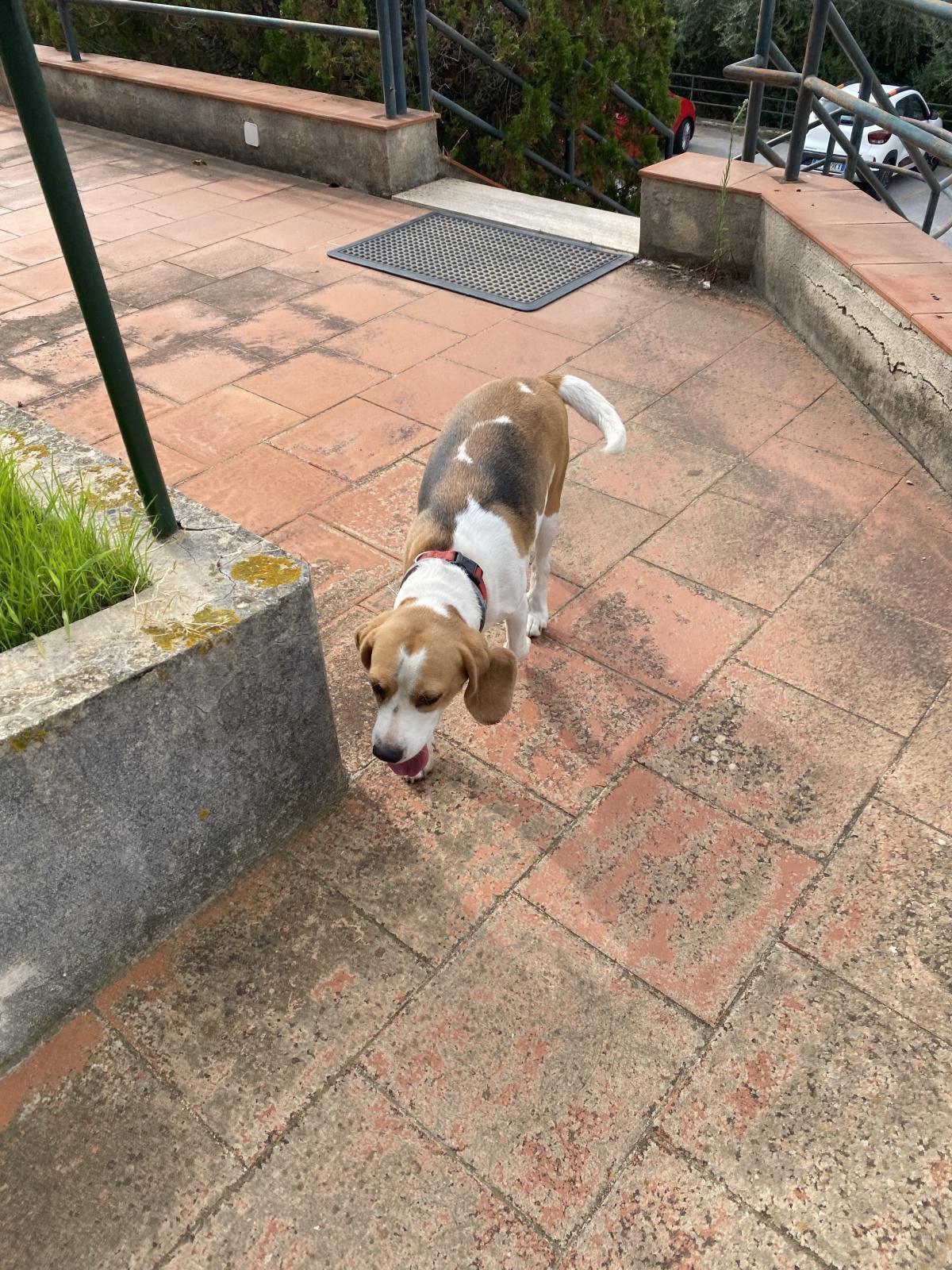 2 cagnolini ritrovati!