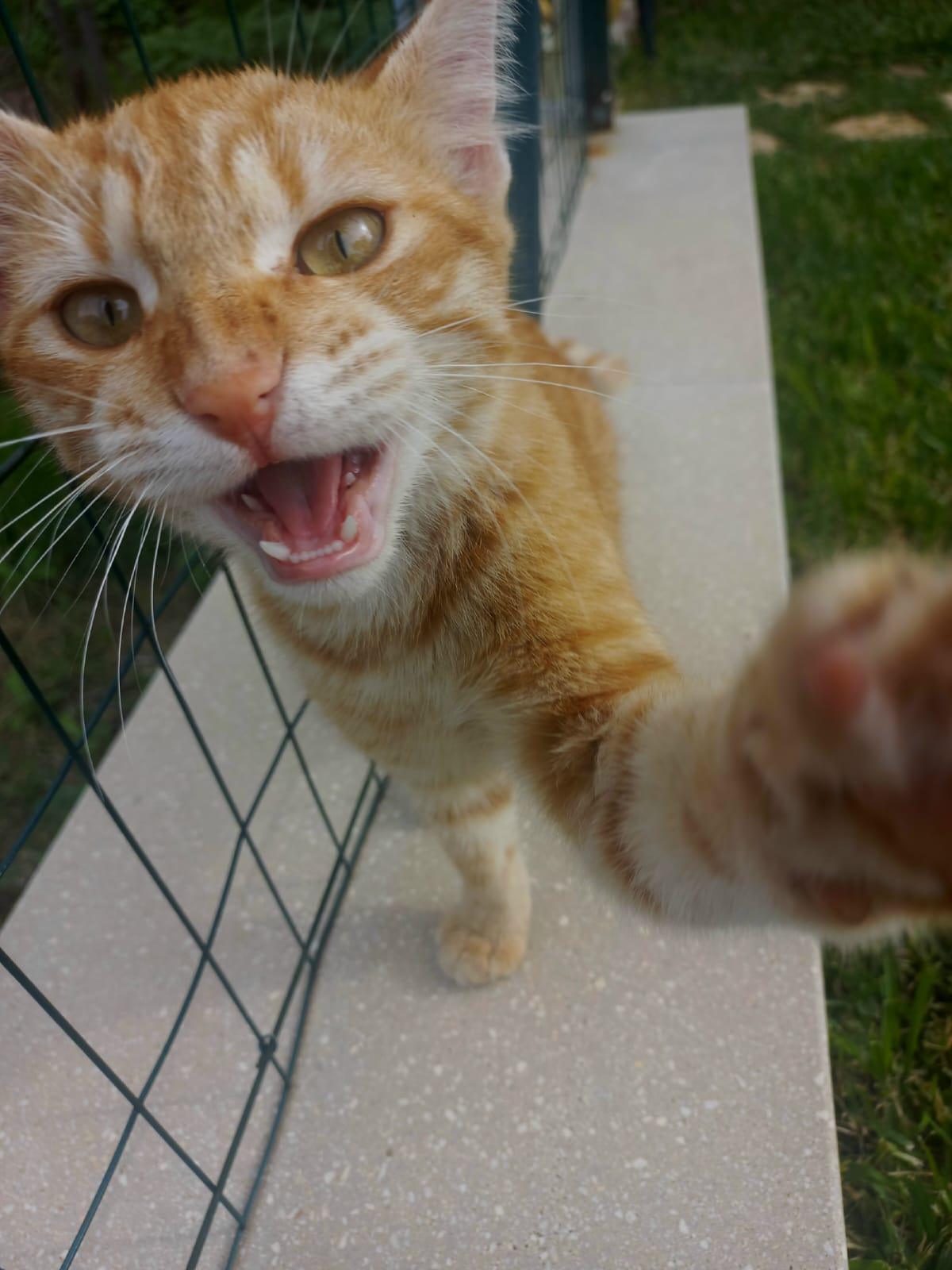 Trovato un gattino