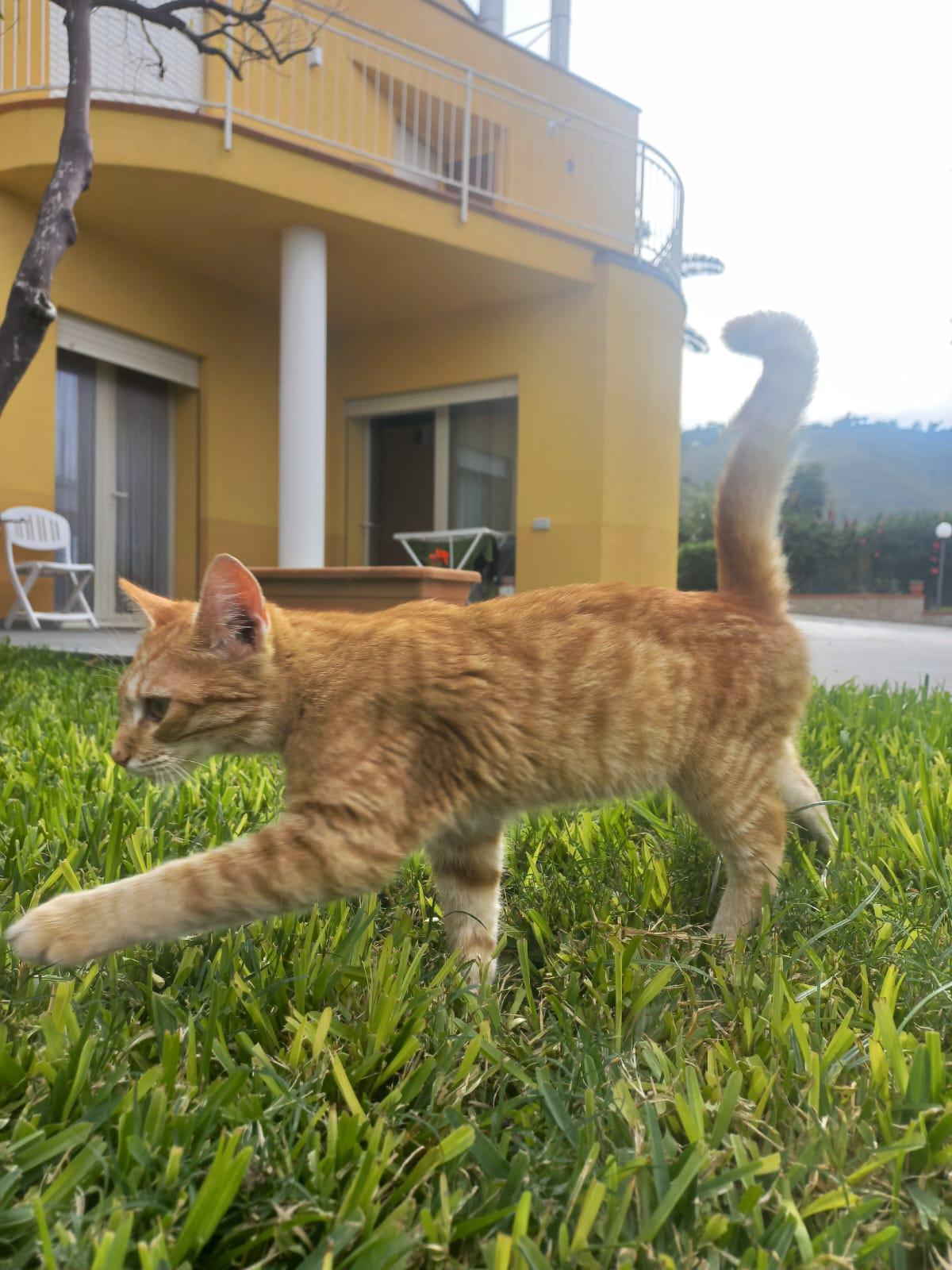 Trovato un gattino