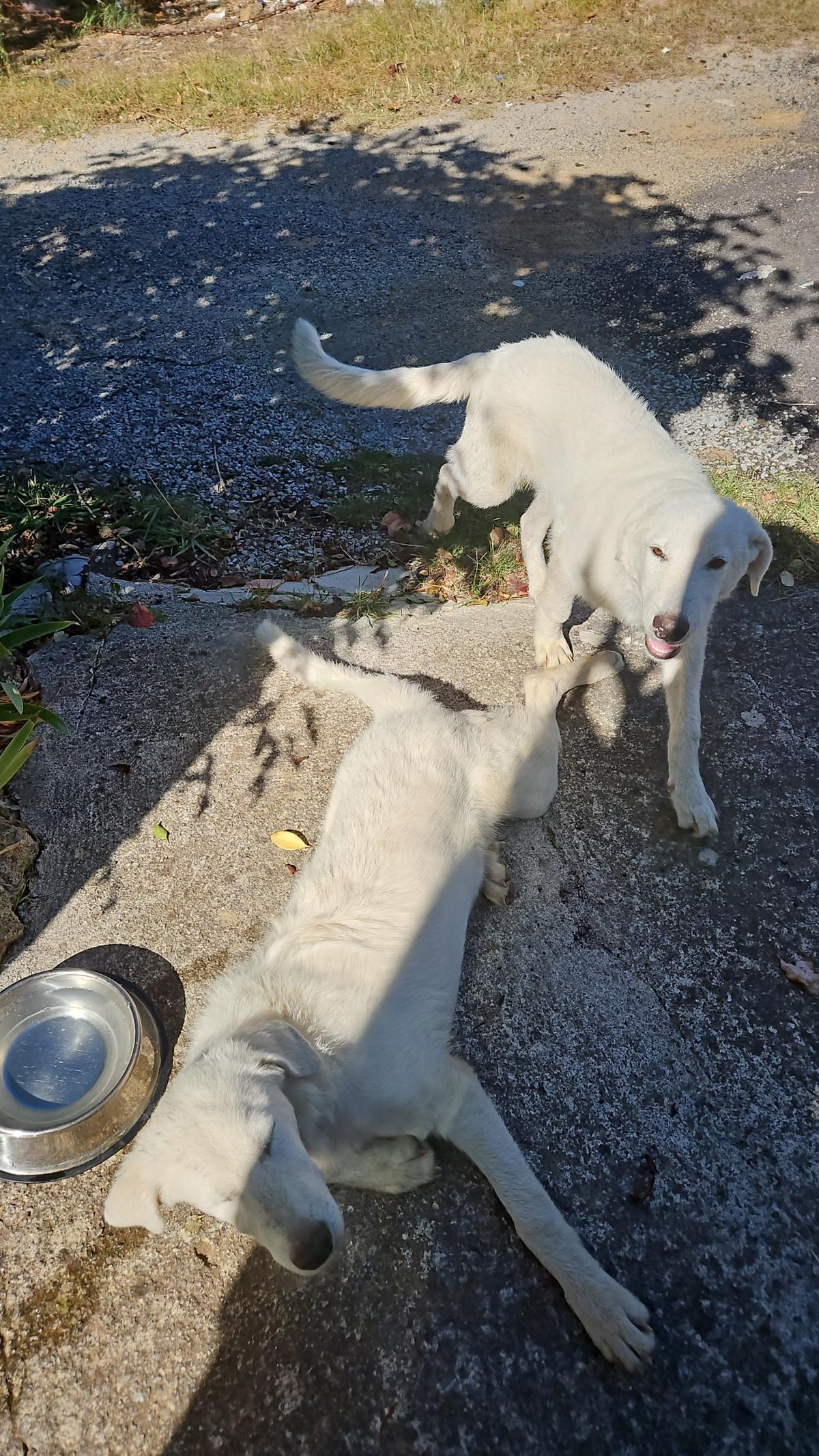 Trovati 3 cani da pastore maremmani