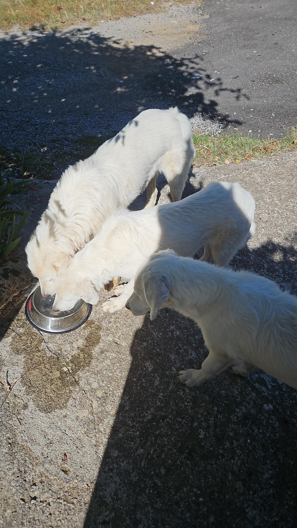 Trovati 3 cani da pastore maremmani