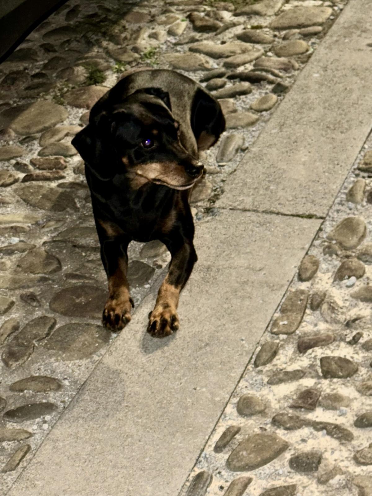 Cagnolino trovato