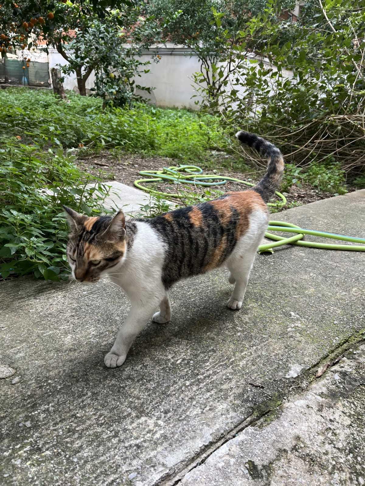 Trovato Gatto