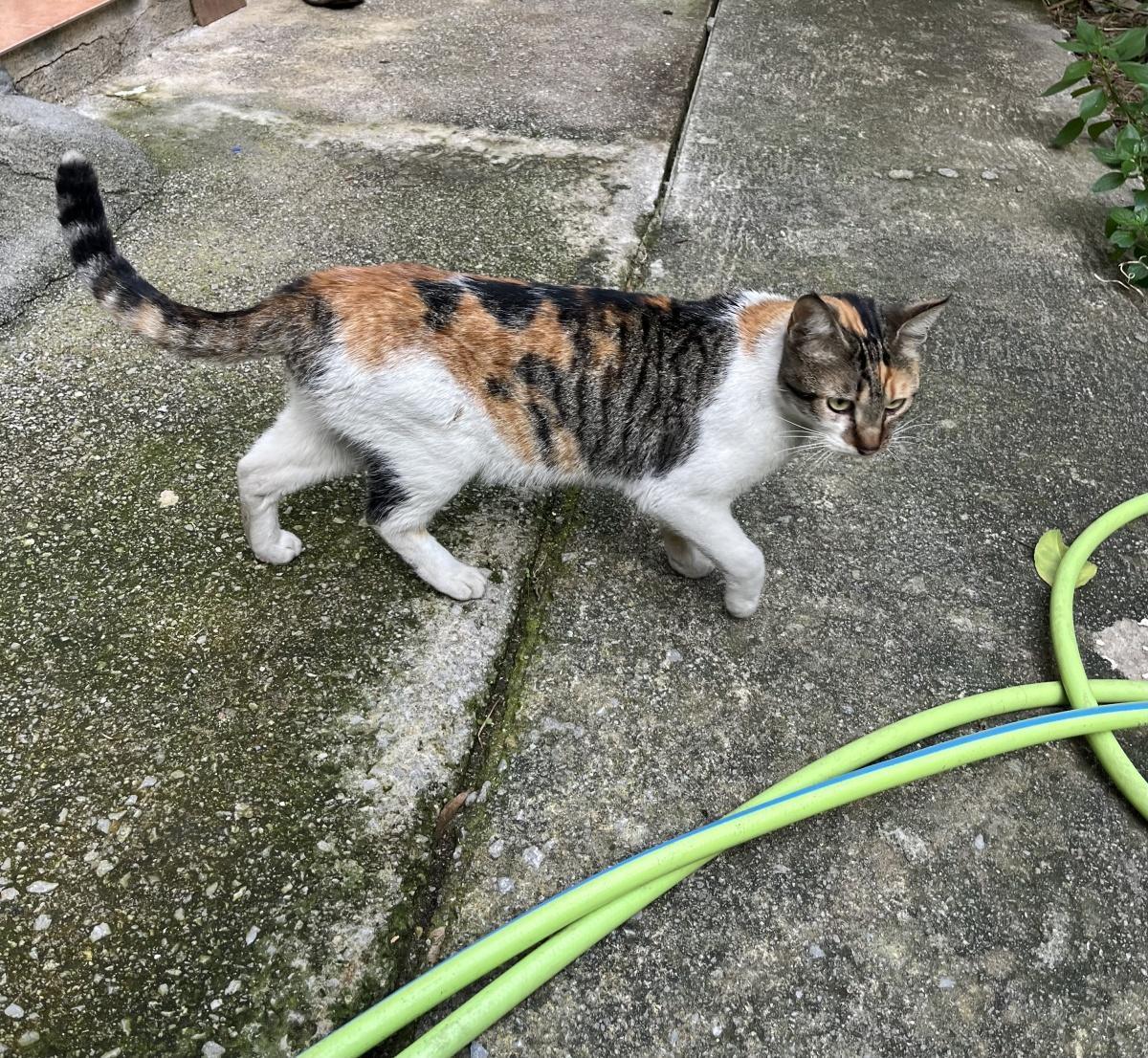 Trovato Gatto