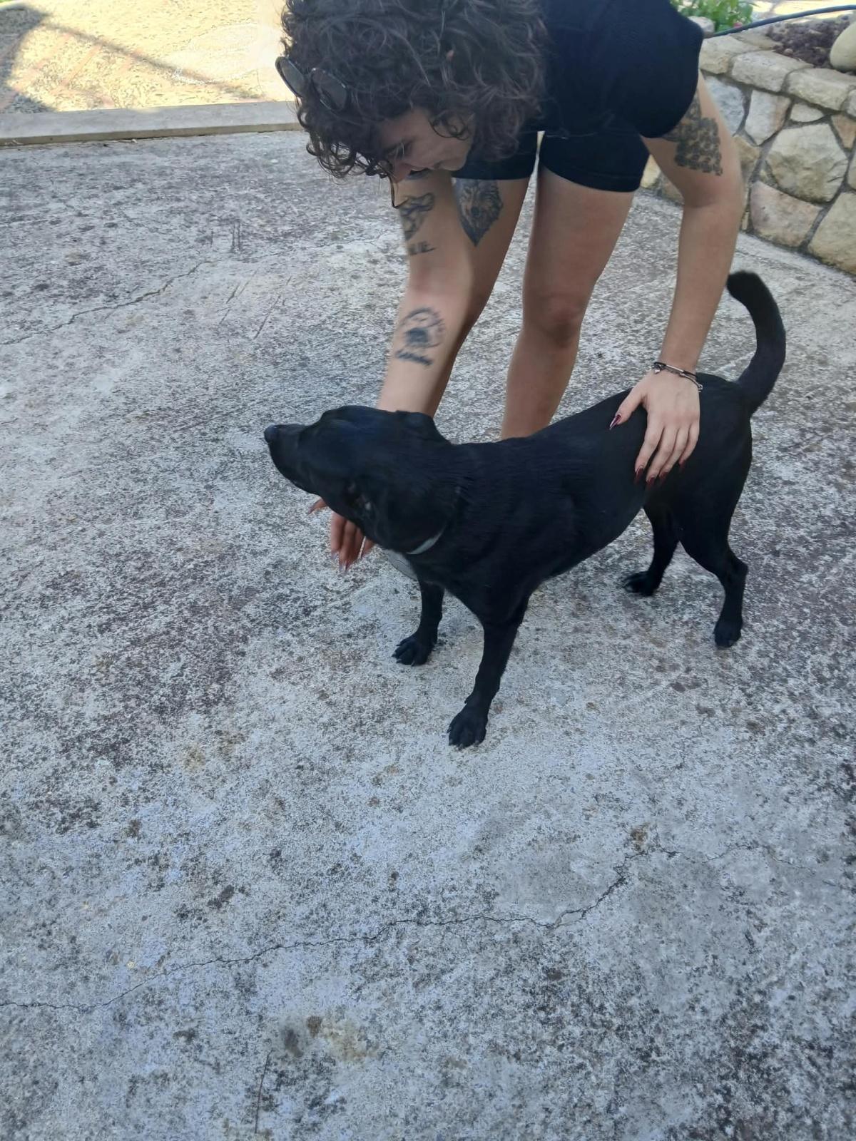 Trovato cane nero 