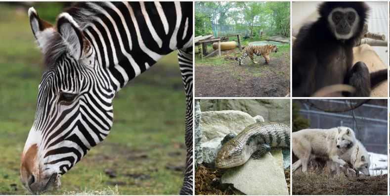 Your Self Guide To Edmonton Valley Zoo – Wildlife, Learning & Family Fun Your Self Guide To Edmonton Valley Zoo – Wildlife, Learning & Family Fun