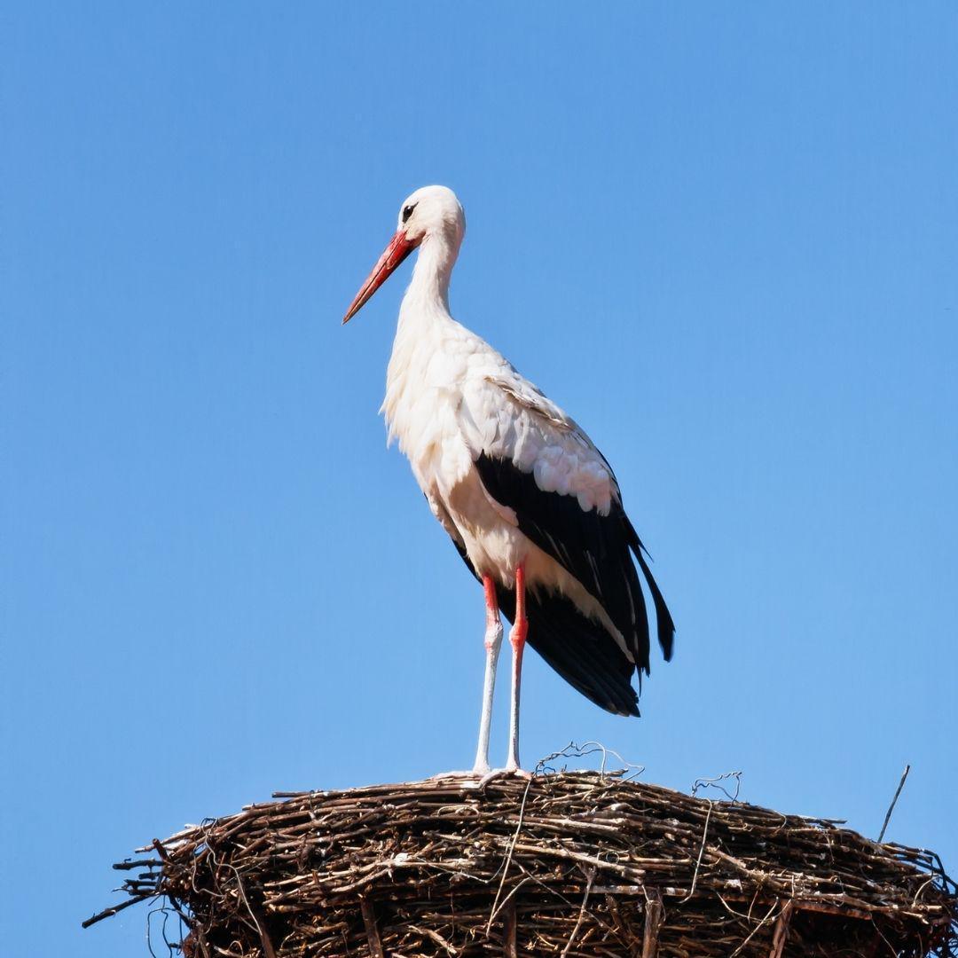 Cigogne : Retrouver son Enfant Intérieur et Fécondité