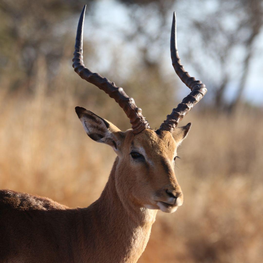Gazelle : Agilité et Intuition