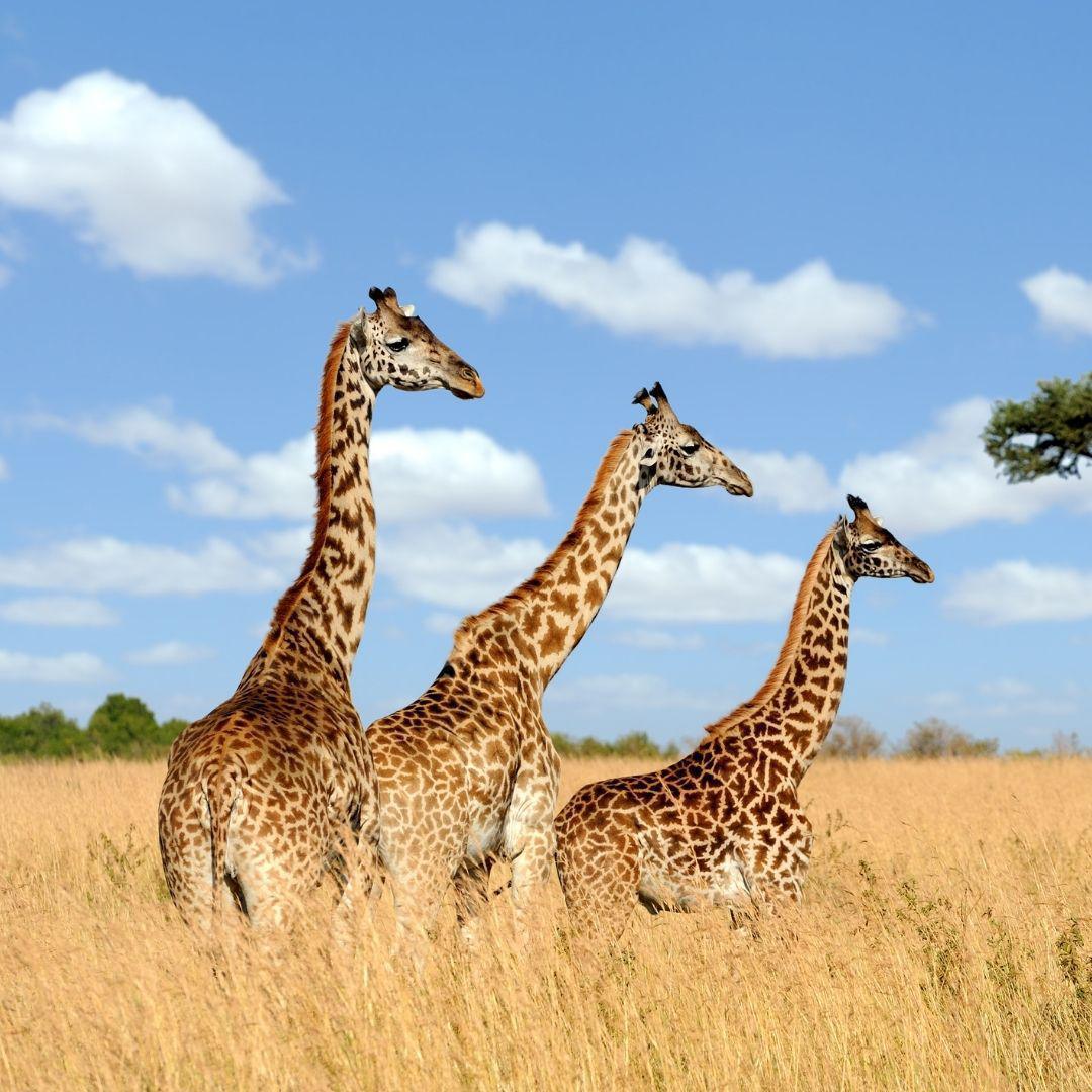 Girafe : Discernement et Vision Élevée