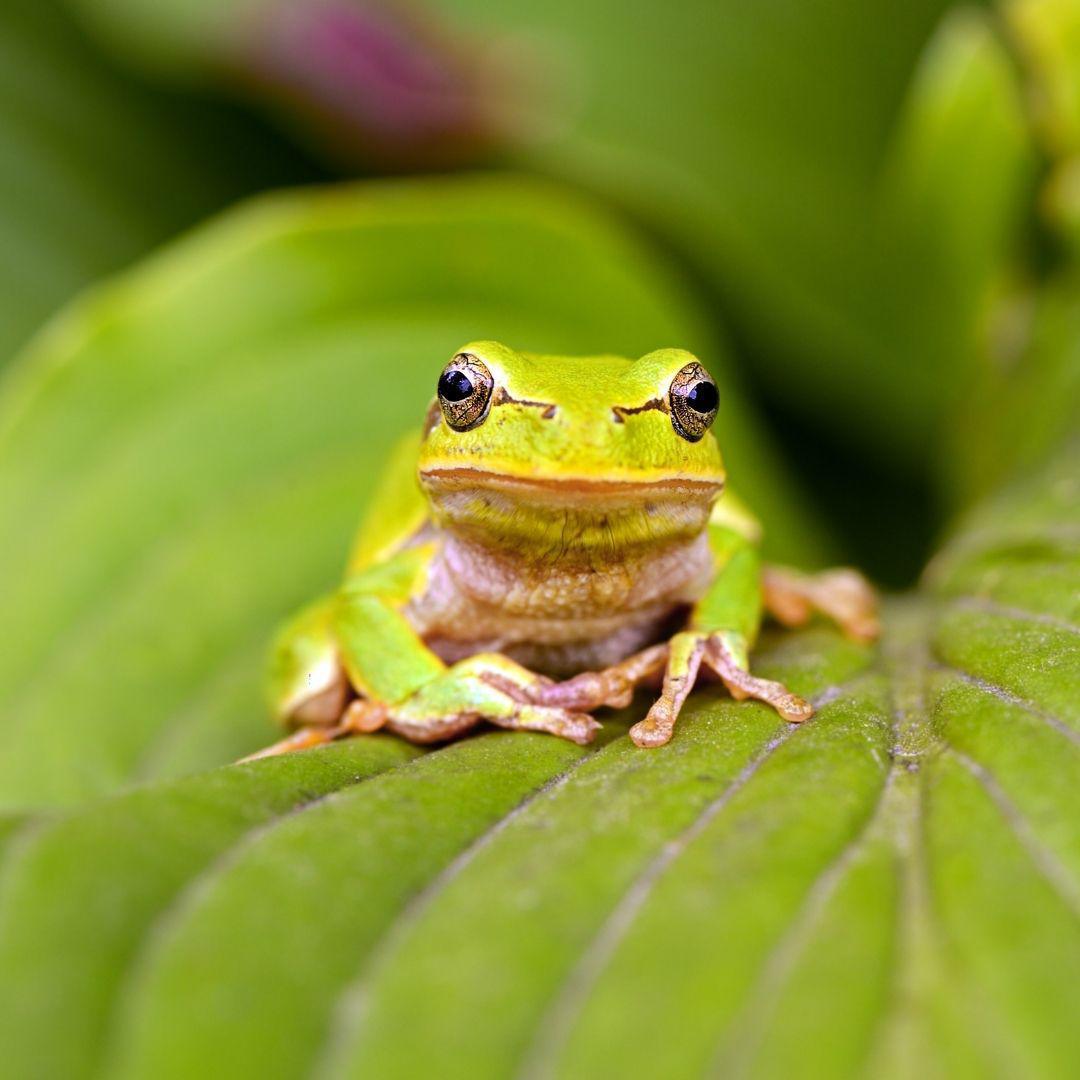 Grenouille : Communication et Métamorphose