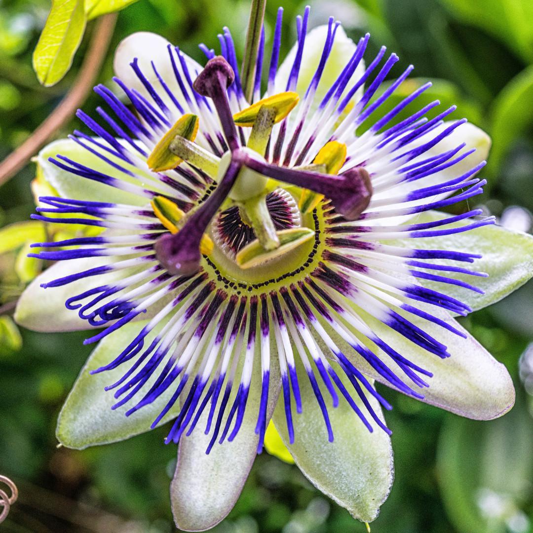 Passiflore : La fleur de la sérénité pour apaiser l’esprit