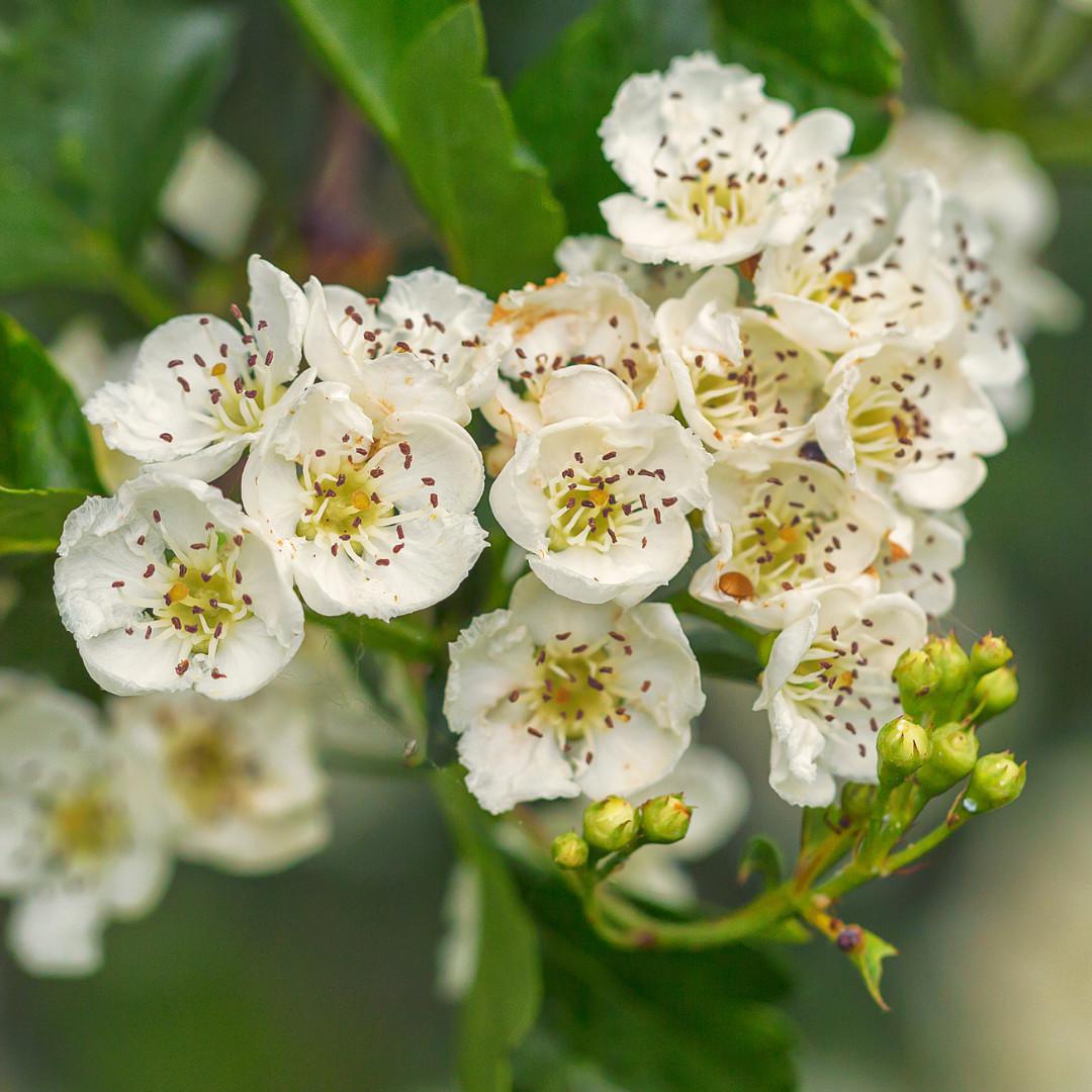 Aubépine : La plante du cœur et de la sérénité
