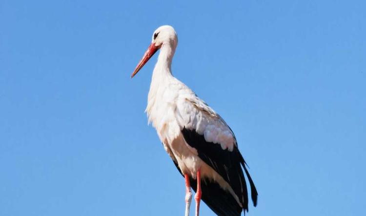 Cigogne : Retrouver son Enfant Intérieur et Fécondité