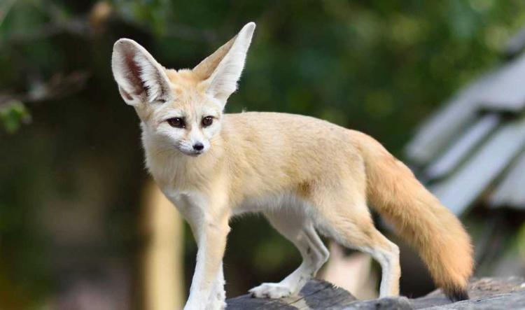 Fennec : Réceptivité et Tempérance