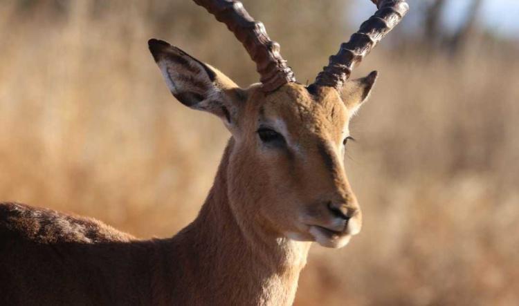 Gazelle : Agilité et Intuition