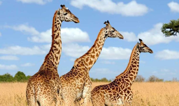 Girafe : Discernement et Vision Élevée